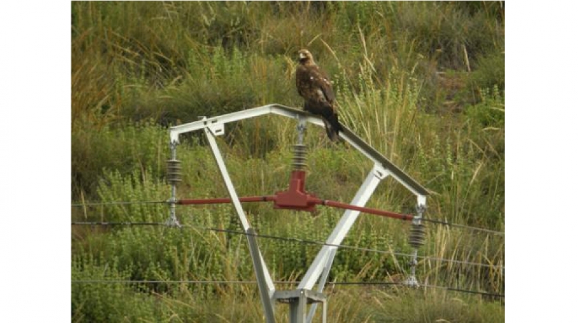 Ayudas para la adaptación de las líneas eléctricas de alta tensión a los requisitos establecidos para la protección de la avifauna