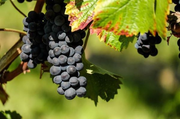 Fotografía de Ley de la Viña y del Vino de Castilla-La Mancha., ofrecida por FEDA