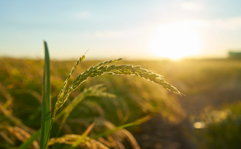 Aprobación del PERTE agroalimentario