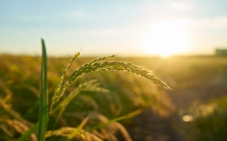 Fotografía de Aprobación del PERTE agroalimentario, ofrecida por FEDA