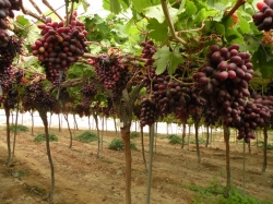 Fotografía de Orden 202/2018. Potencial de producción vitícola en Castilla-La Mancha, ofrecida por FEDA