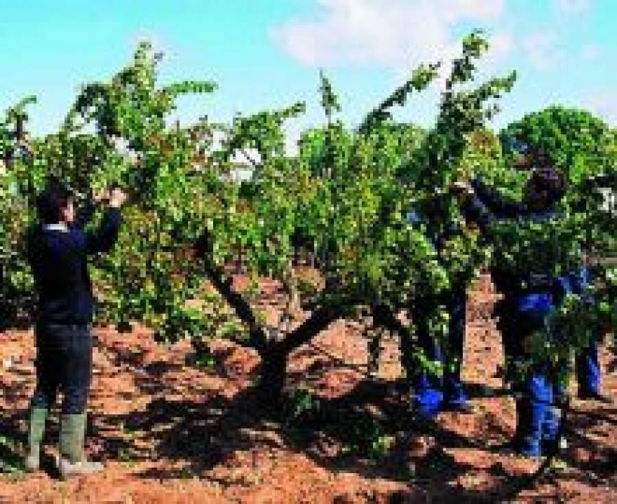 Fotografía de Jornada de FEDA mañana en Hellín sobre la prevención en el sector agrario, ofrecida por FEDA