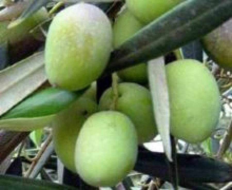 Fotografía de Ayudas para el asesoramiento técnico en materia de sanidad vegetal, ofrecida por FEDA