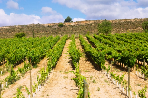 Fotografía de Normativa sector Vinicola 2018, ofrecida por FEDA